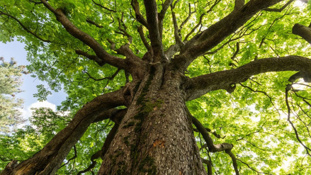 Risultati immagini per FESTA DELL'ALBERO REAL ORTO BOTANICO