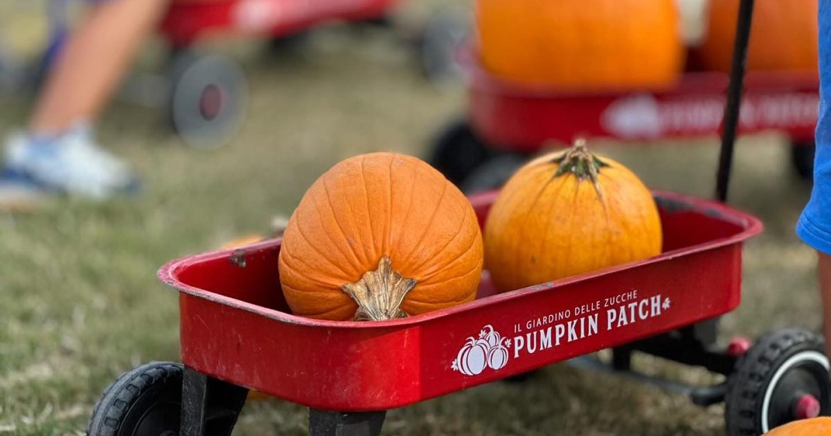 Pumpkin Patch Il Giardino Delle Zucche Pi Grande Deuropa Napoli Da