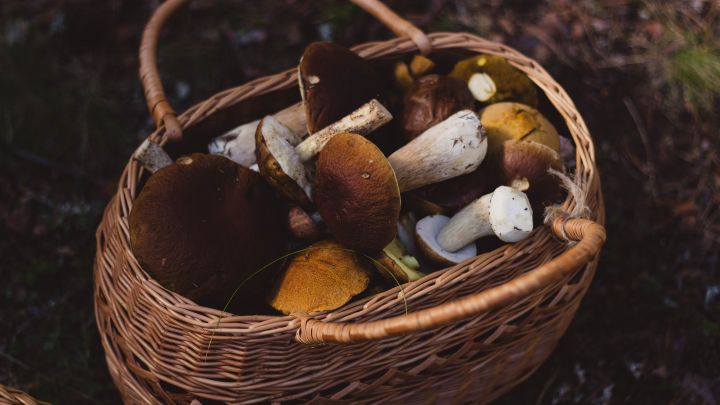 Sagra-della-Castagna-e-dei-Funghi-Porcini-2018-a-Roccamonfina-CE.jpg.jpg